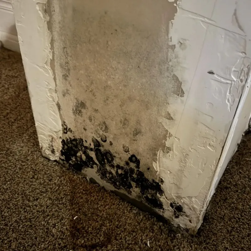 Professional Mold Removal in Covington, VA